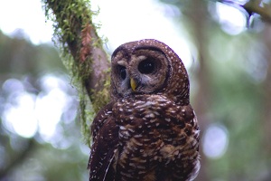 small owl in a tree